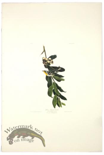 Yellow Throated Warbler